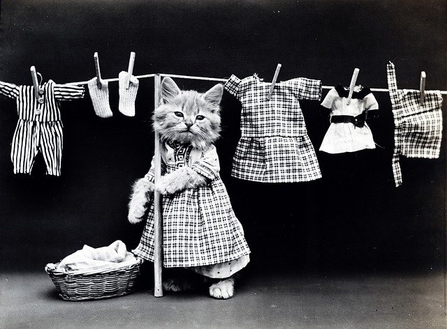 猫　洗濯　ドレス