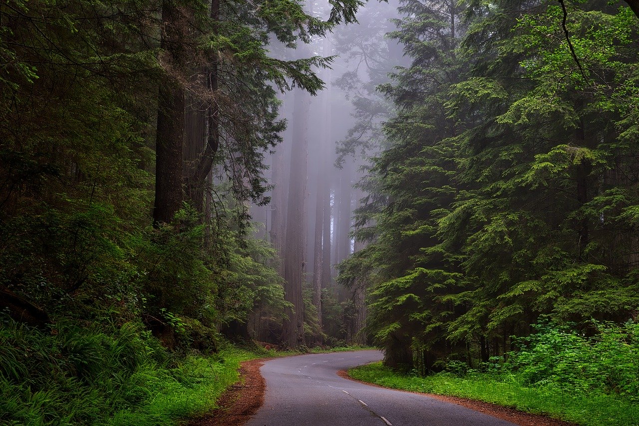 redwood national park, california, landscape